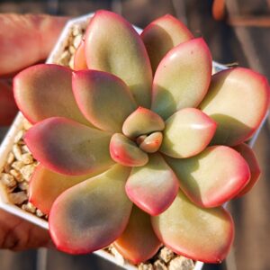 Pachyphytum Energy Bubble