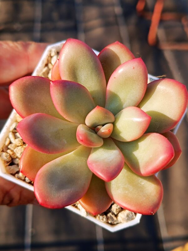 Pachyphytum Energy Bubble