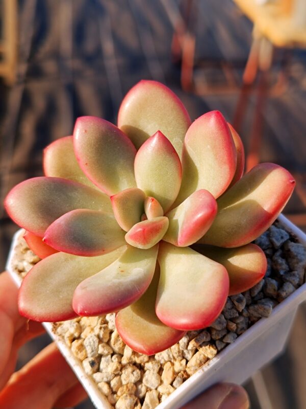 Pachyphytum Energy Bubble – Image 2