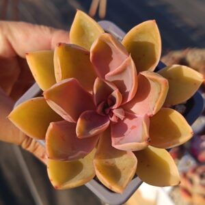 Echeveria Jones