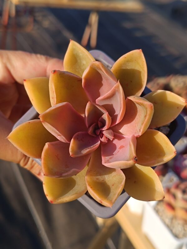 Echeveria Jones