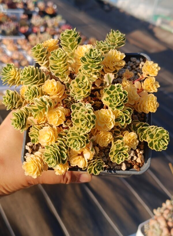Sedum Takesimense Atlantis variegata – Image 4
