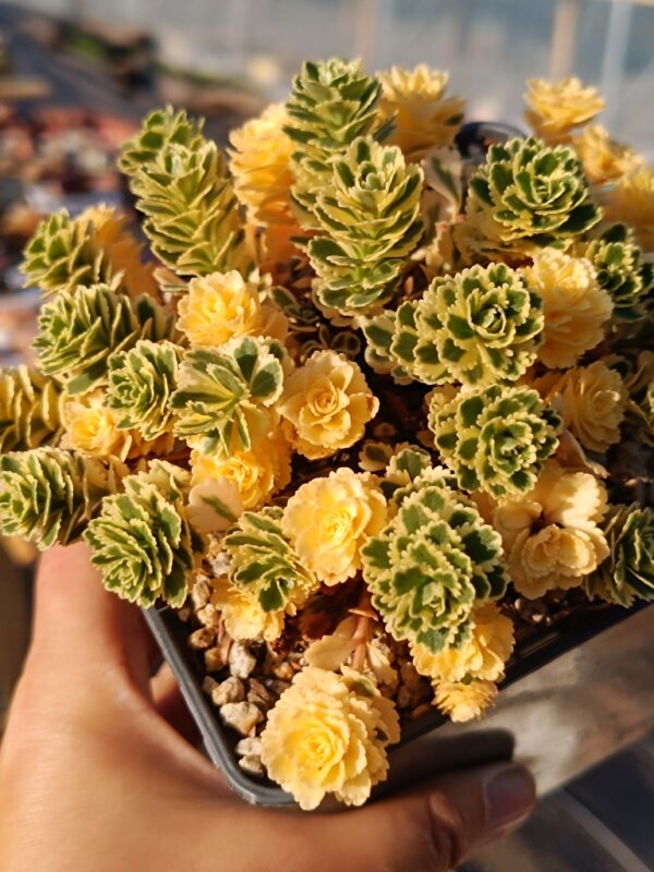 Sedum Takesimense Atlantis variegata – Image 3