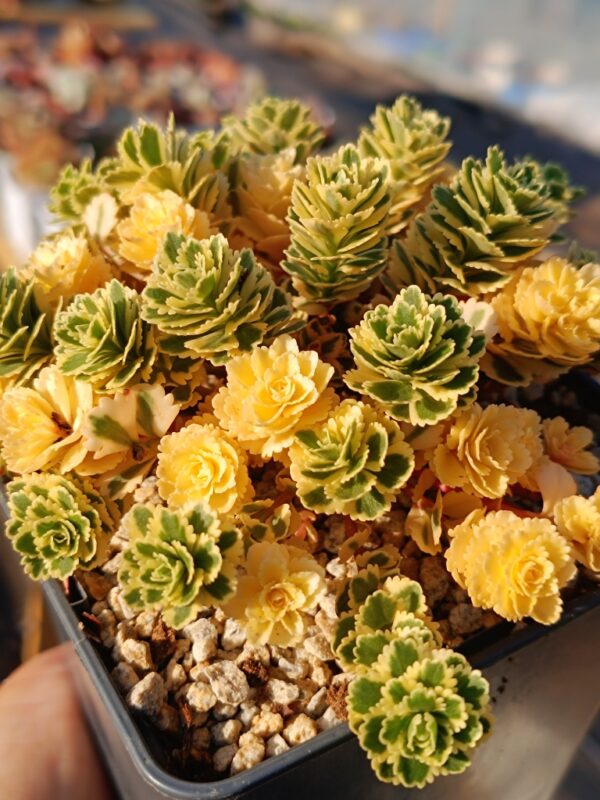 Sedum Takesimense Atlantis variegata