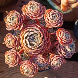Echeveria Godsend cluster vieux tronc A