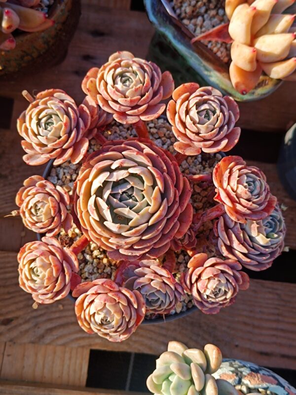 Echeveria Godsend cluster vieux tronc A