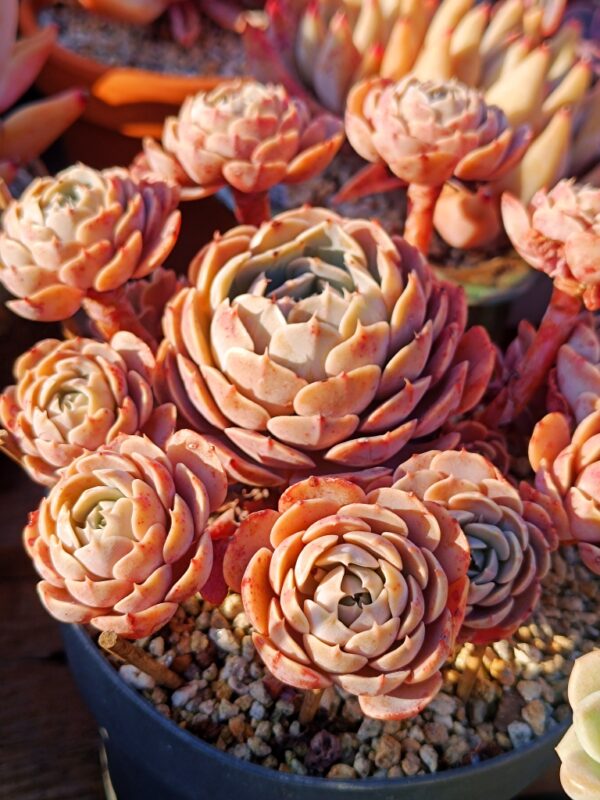 Echeveria Godsend cluster vieux tronc A – Image 4