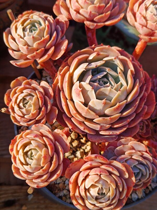 Echeveria Godsend cluster vieux tronc A – Image 3