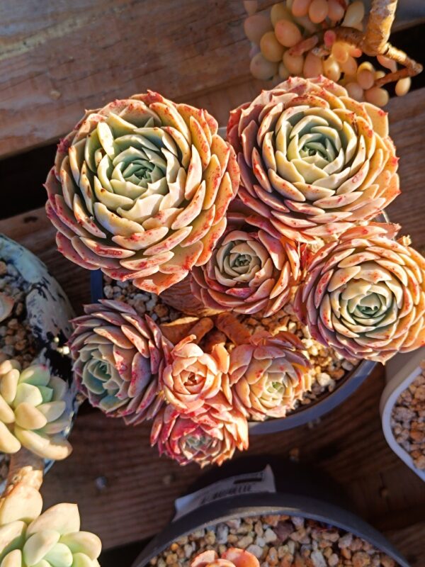 Echeveria Godsend cluster vieux tronc B