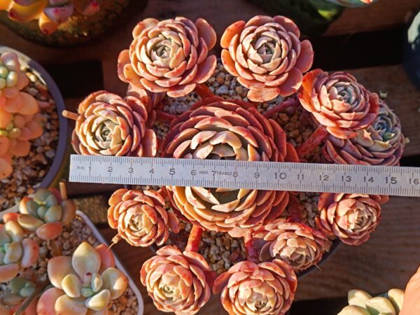 Echeveria Godsend cluster vieux tronc A – Image 2