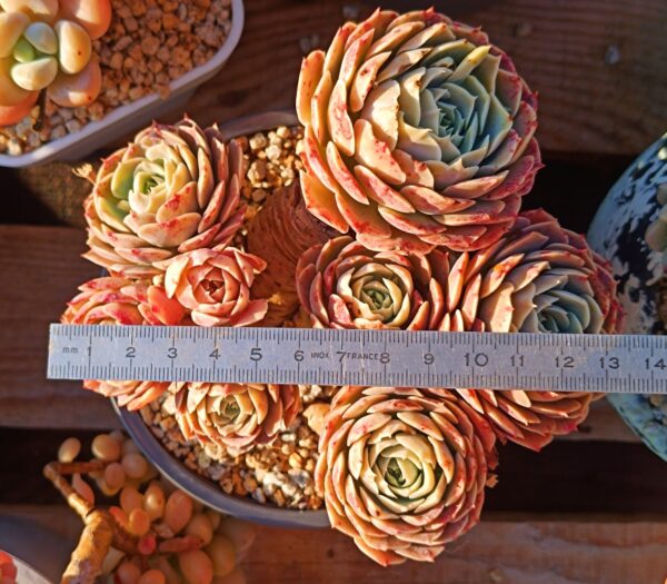 Echeveria Godsend cluster vieux tronc B – Image 2