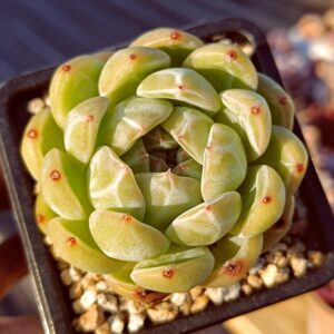 Echeveria Snowflake Jenny