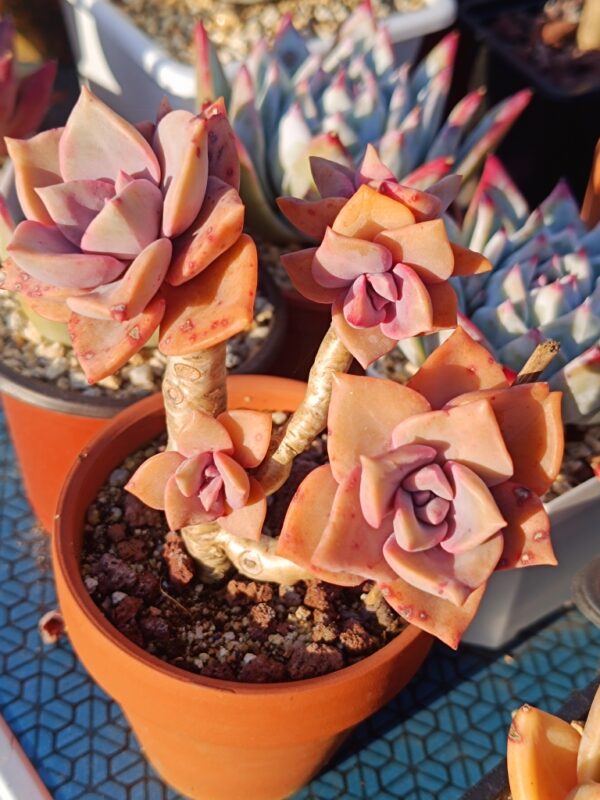 Graptoveria Mrs Richards cluster – Image 3
