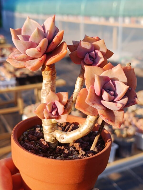 Graptoveria Mrs Richards cluster – Image 2