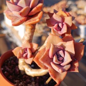 Graptoveria Mrs Richards cluster