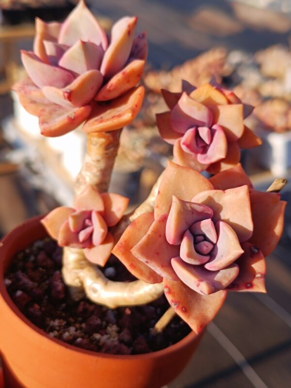 Graptoveria Mrs Richards cluster
