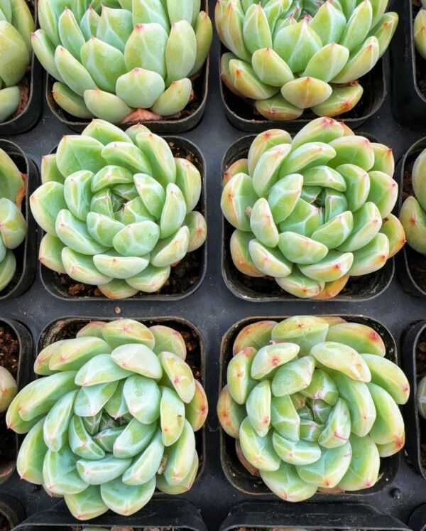 Echeveria Snowflake Jenny – Image 2