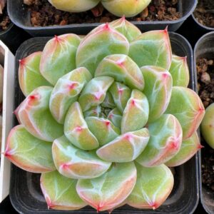 Echeveria Snowflake Jenny