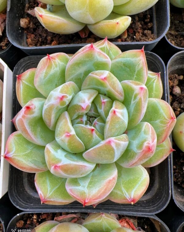 Echeveria Snowflake Jenny