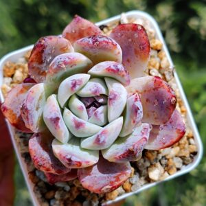 Echeveria Gabrielle