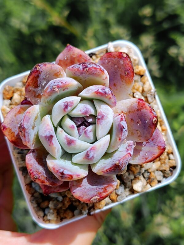 Echeveria Gabrielle