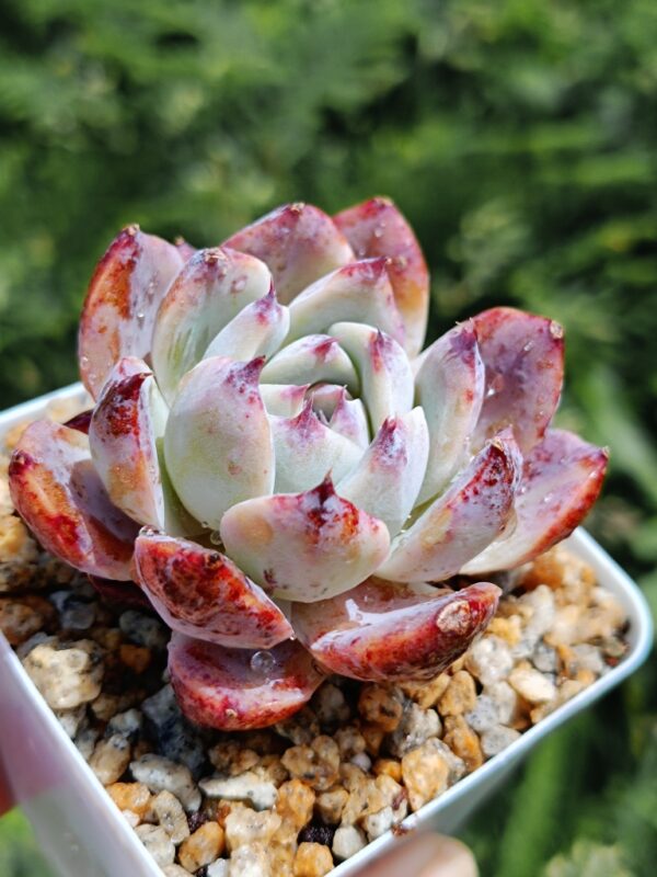 Echeveria Gabrielle – Image 2