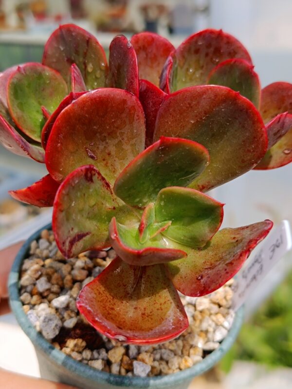 Echeveria Tang Dynasty Rose cluster – Image 3