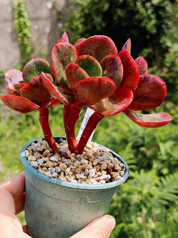 Echeveria Tang Dynasty Rose cluster – Image 2