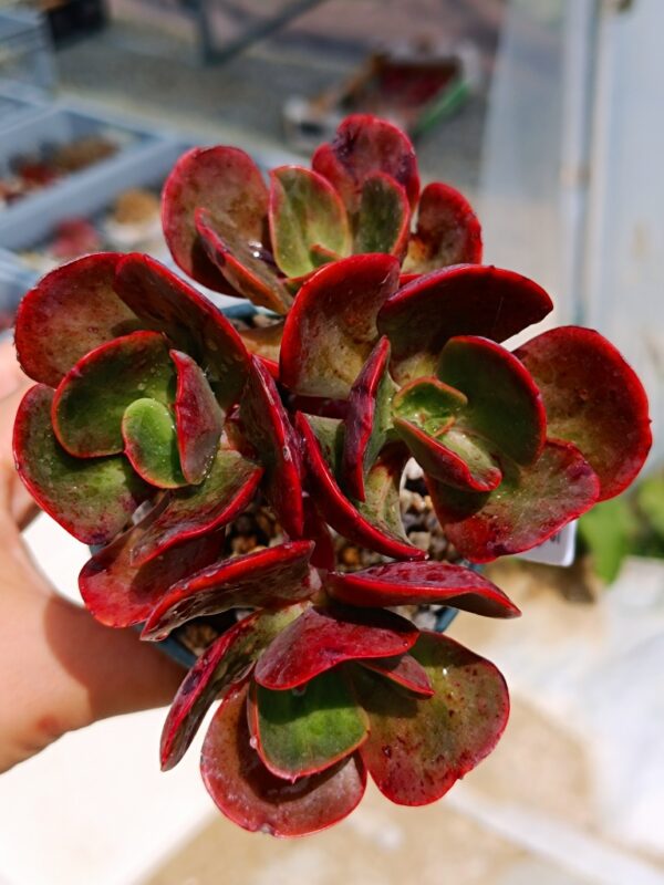Echeveria Tang Dynasty Rose cluster