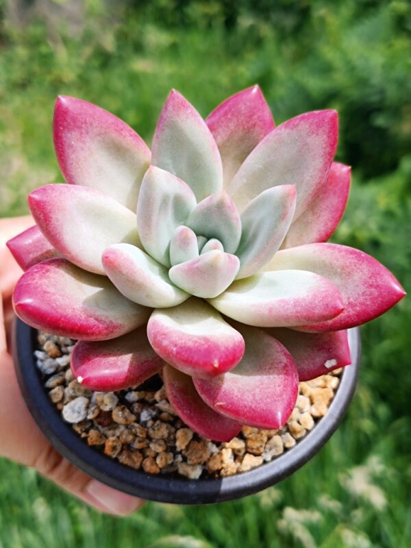 xPachyveria Hephaestus M – Image 2