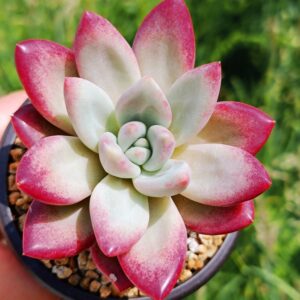 xPachyveria Hephaestus M