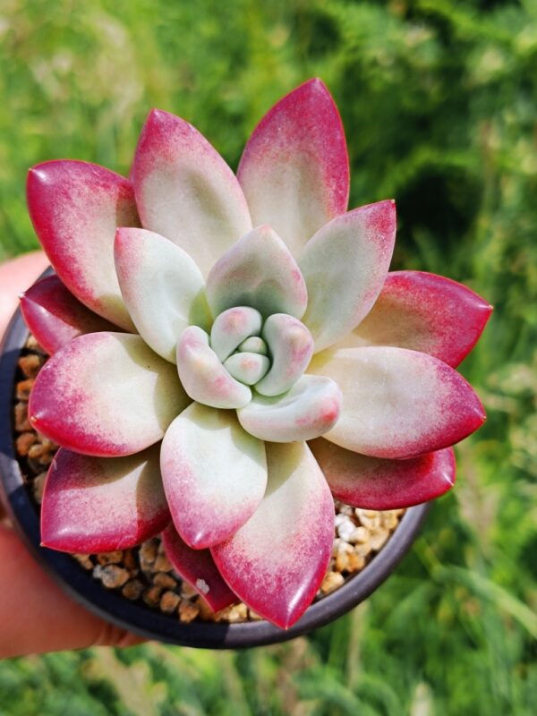 xPachyveria Hephaestus M