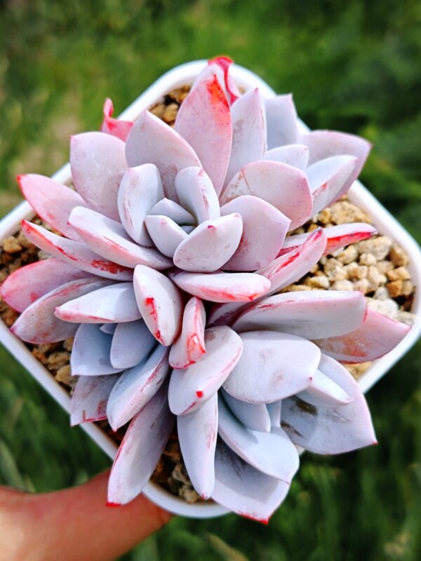Echeveria White Lotus cluster