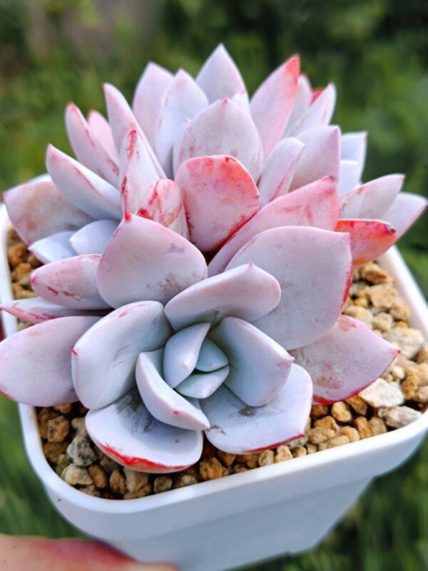 Echeveria White Lotus cluster – Image 2