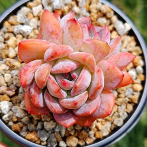 Echeveria Star Mark double têtes