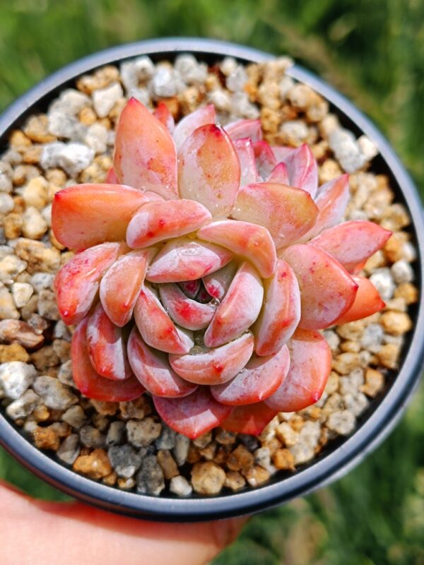 Echeveria Star Mark double têtes