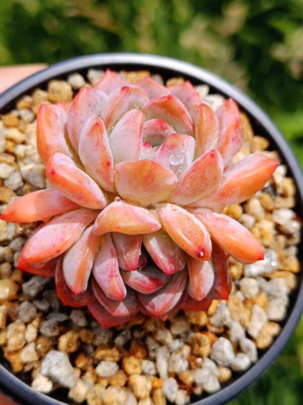 Echeveria Star Mark double têtes – Image 2