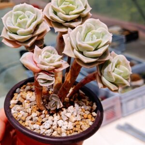 Echeveria Lovely Rose cluster A