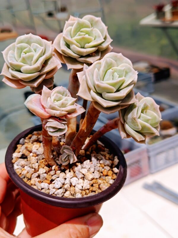 Echeveria Lovely Rose cluster A