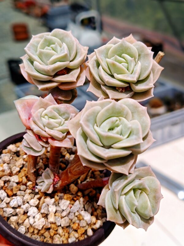 Echeveria Lovely Rose cluster A – Image 2