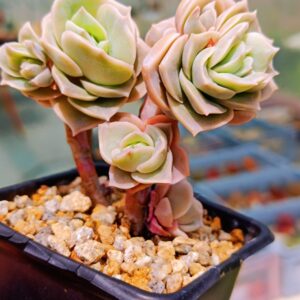 Echeveria Lovely Rose cluster B