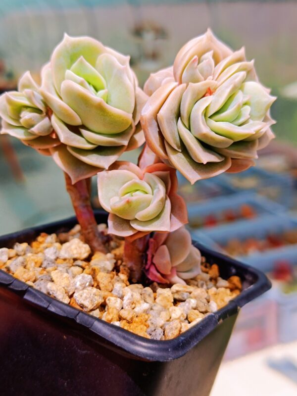 Echeveria Lovely Rose cluster B