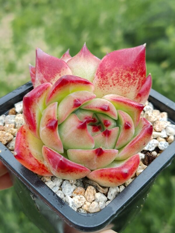 Echeveria agavoide Flore double têtes