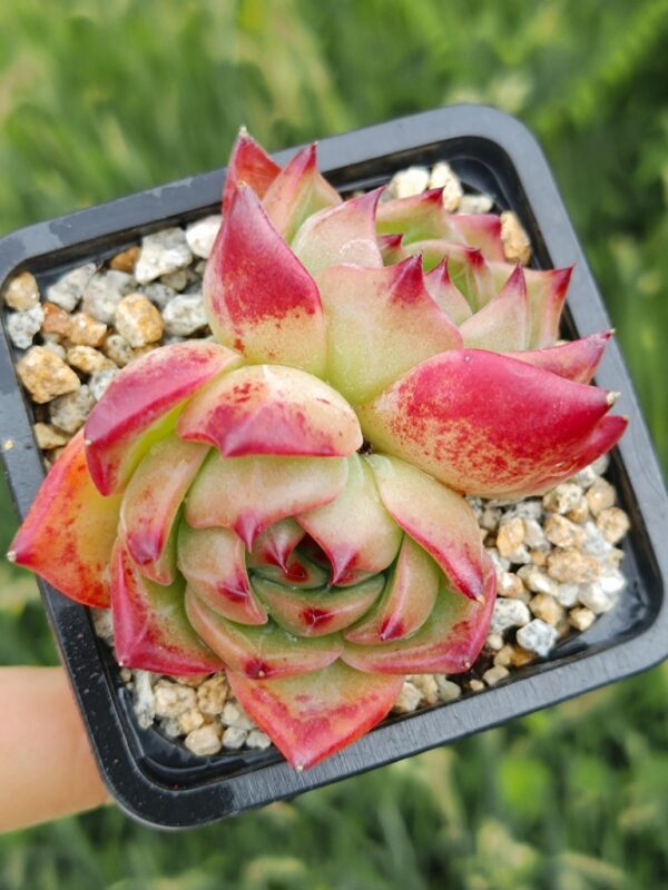 Echeveria agavoide Flore double têtes – Image 2