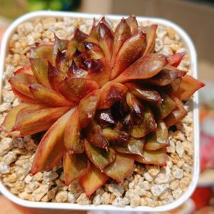 Echeveria Kakouh double tête