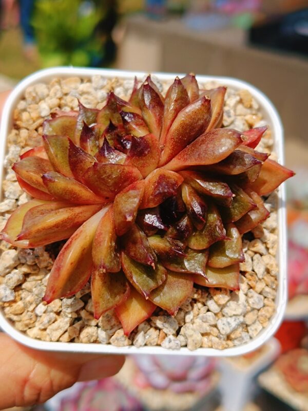 Echeveria Kakouh double tête
