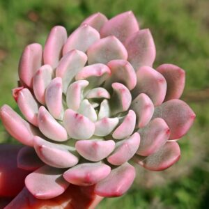 Sedeveria Pink Ruby variegata