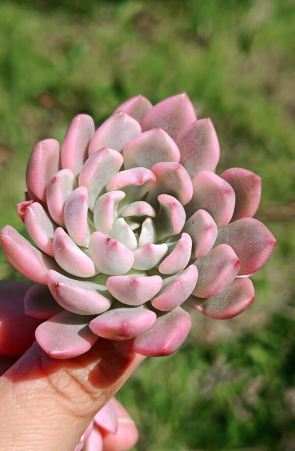 Sedeveria Pink Ruby variegata