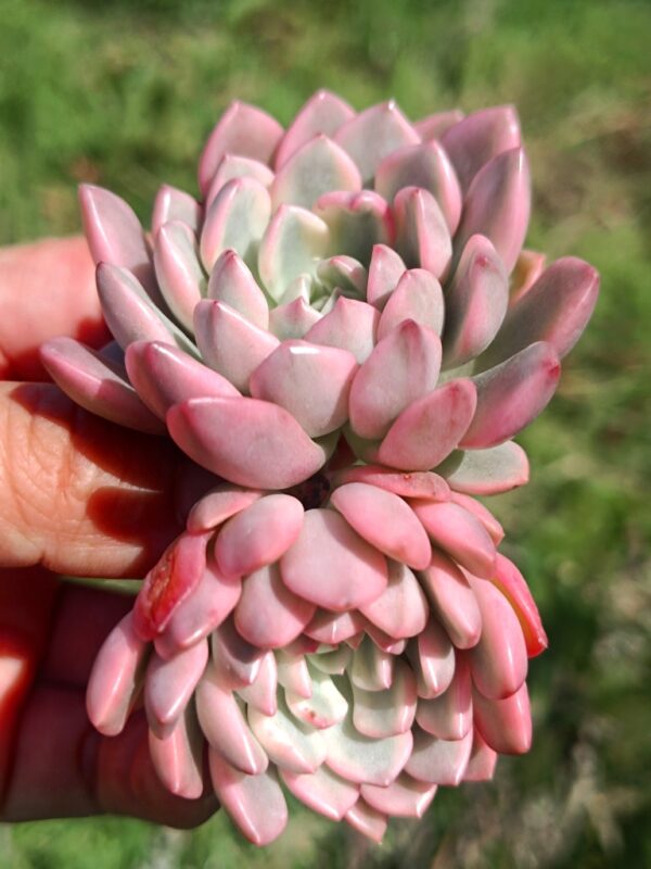 Sedeveria Pink Ruby variegata – Image 2