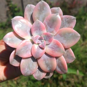 Graptopelatum Superbum variegata